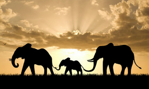 World Elephant Day 2021: Date, Quotes, Theme, Poster, Activities